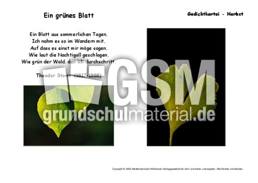 Ein-grünes-Blatt-Storm.pdf